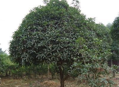 供應(yīng)昆山桂花太倉桂花張家港桂花 優(yōu)選蘇州華峰苗木園